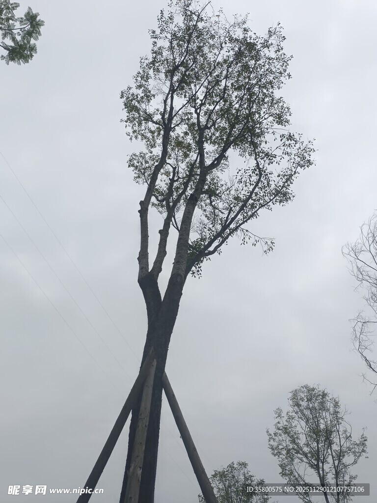 独特造型的倾斜树木