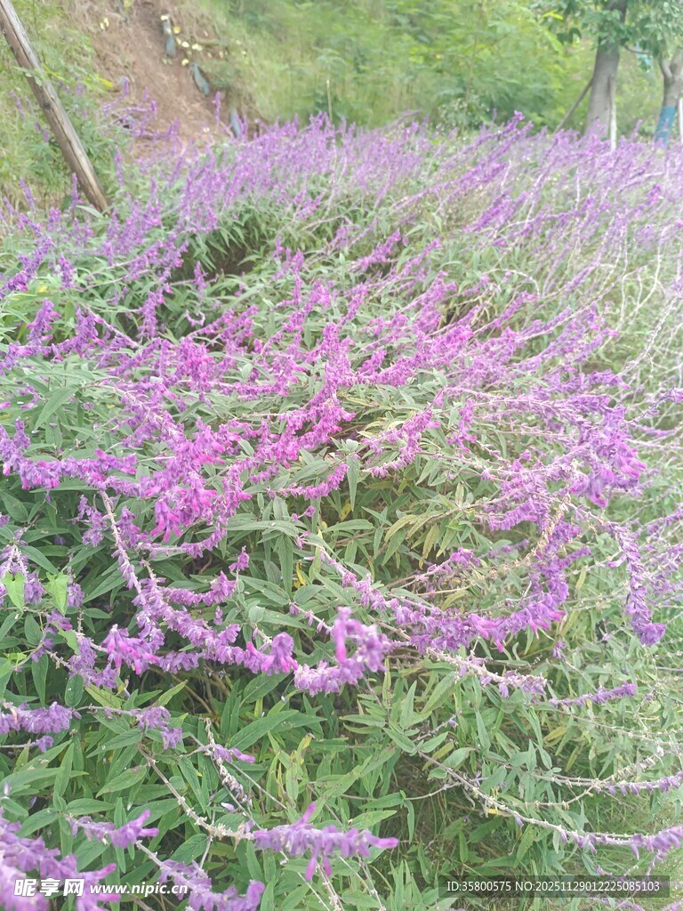 紫色花海绽放迷人景致