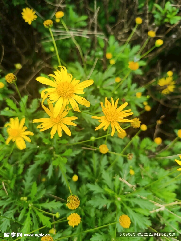 绽放的黄色小花