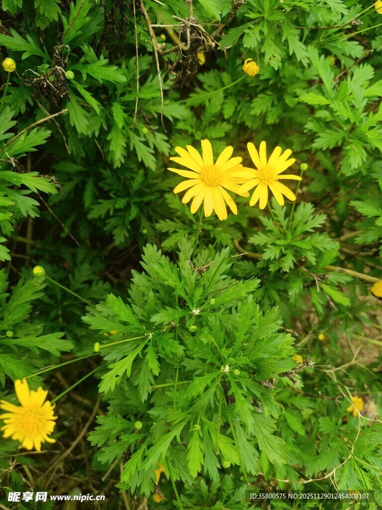 绿叶丛中的黄色小花