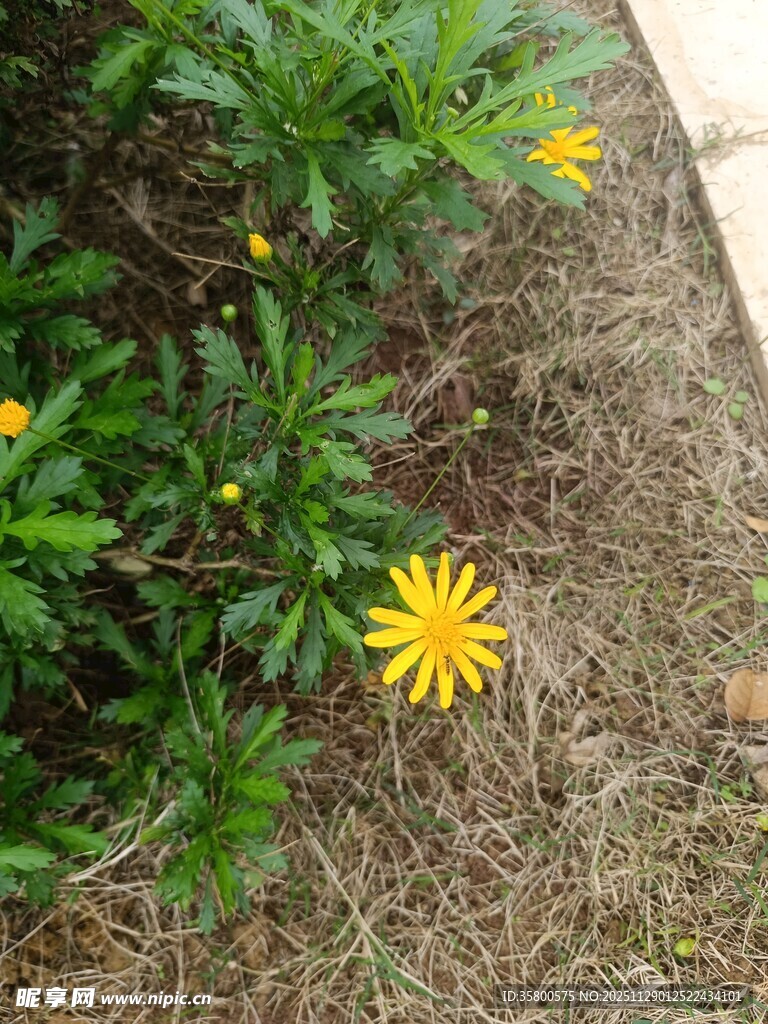 草丛中的黄色小花