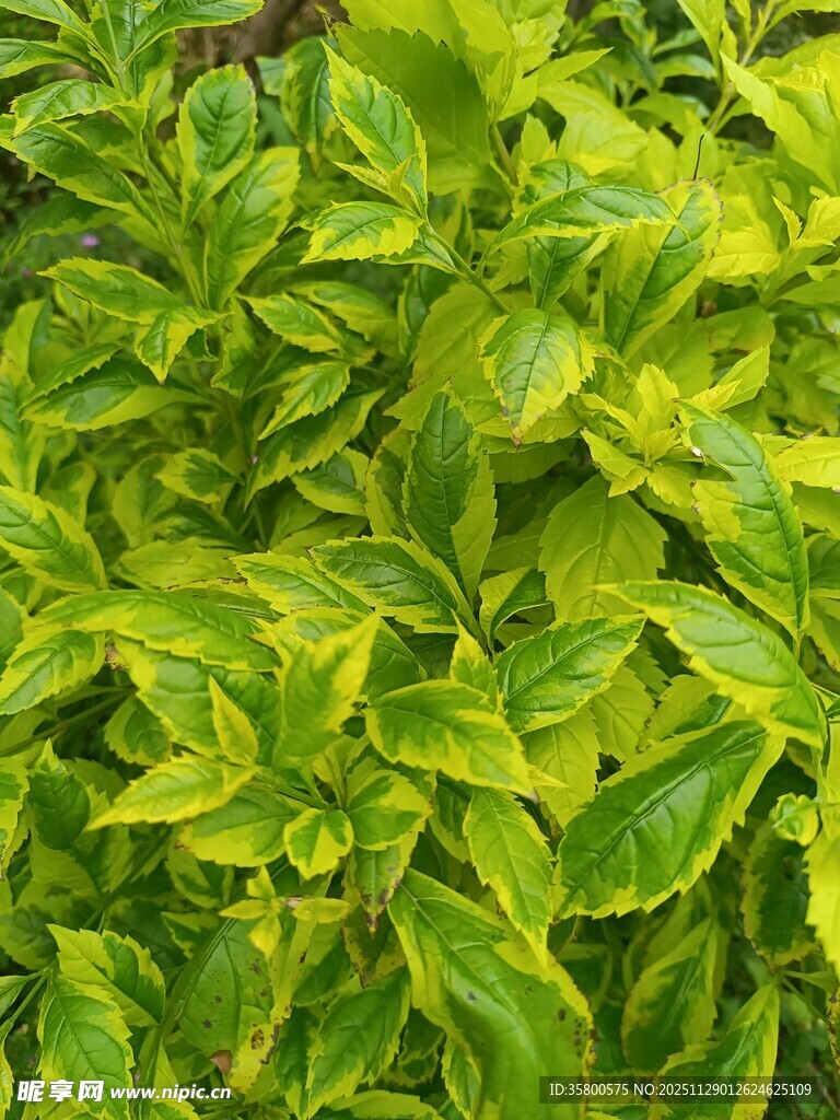 翠绿斑斓的植物叶片