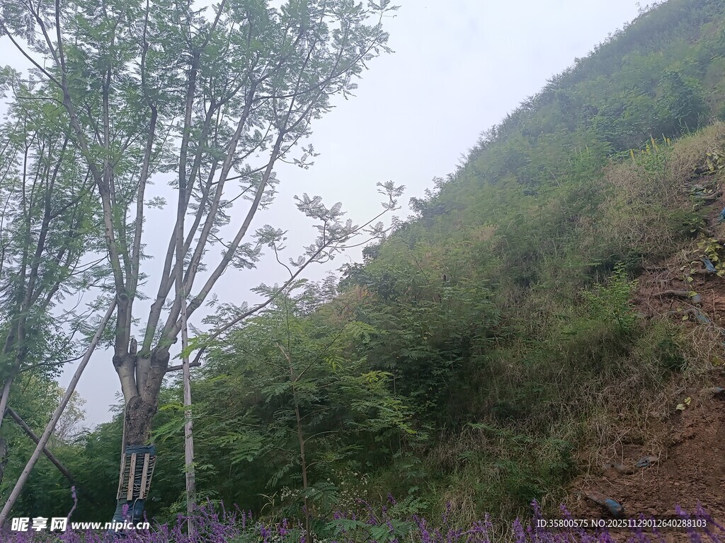 山间树木与繁茂植被景观