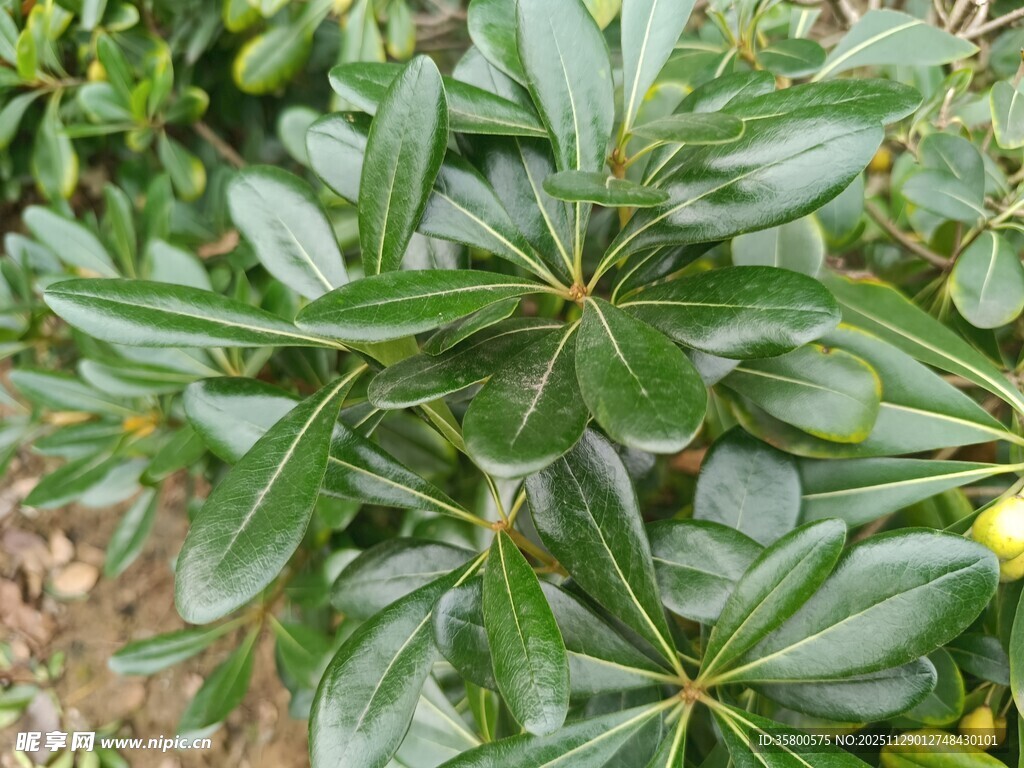 绿叶繁茂的植物景观