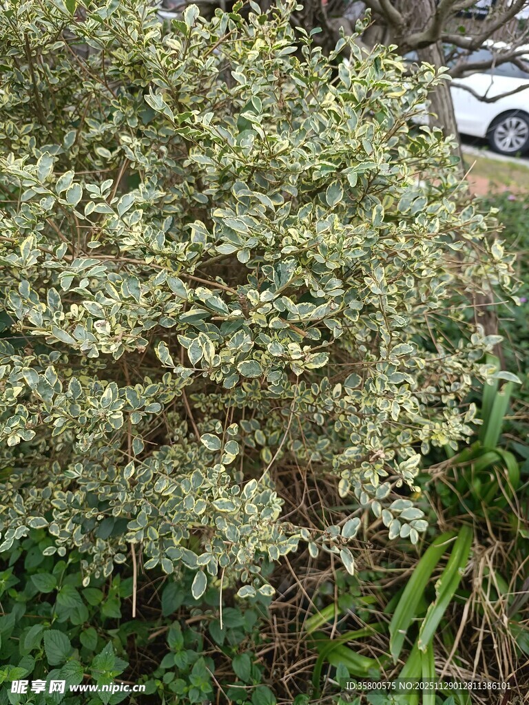 绿叶繁茂的灌木丛