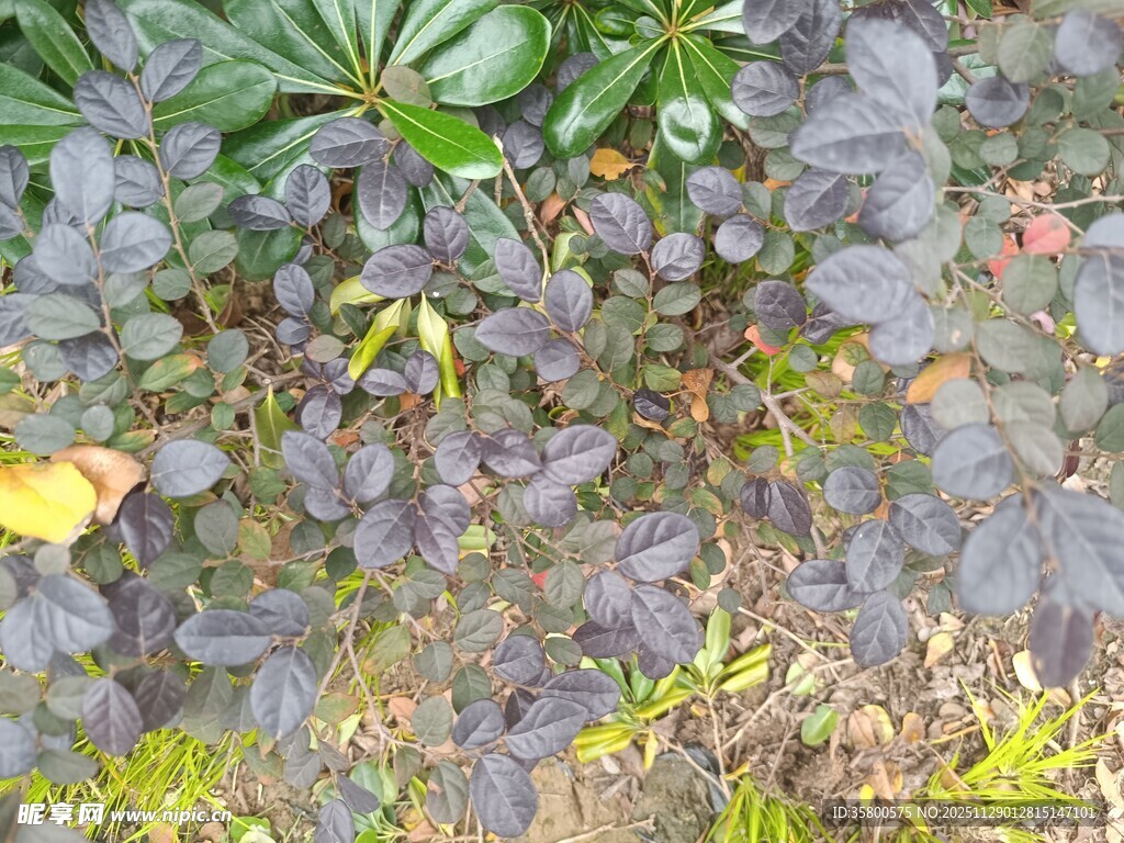 地面上的深紫色植物