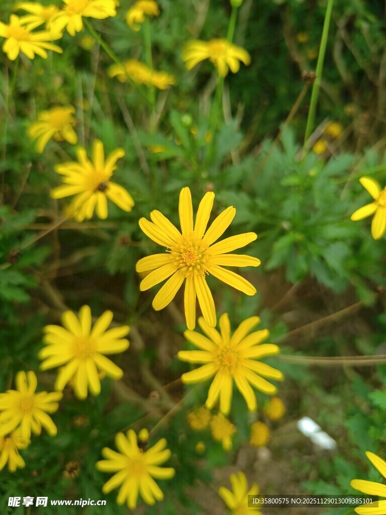 黄色小花绽放于绿叶间