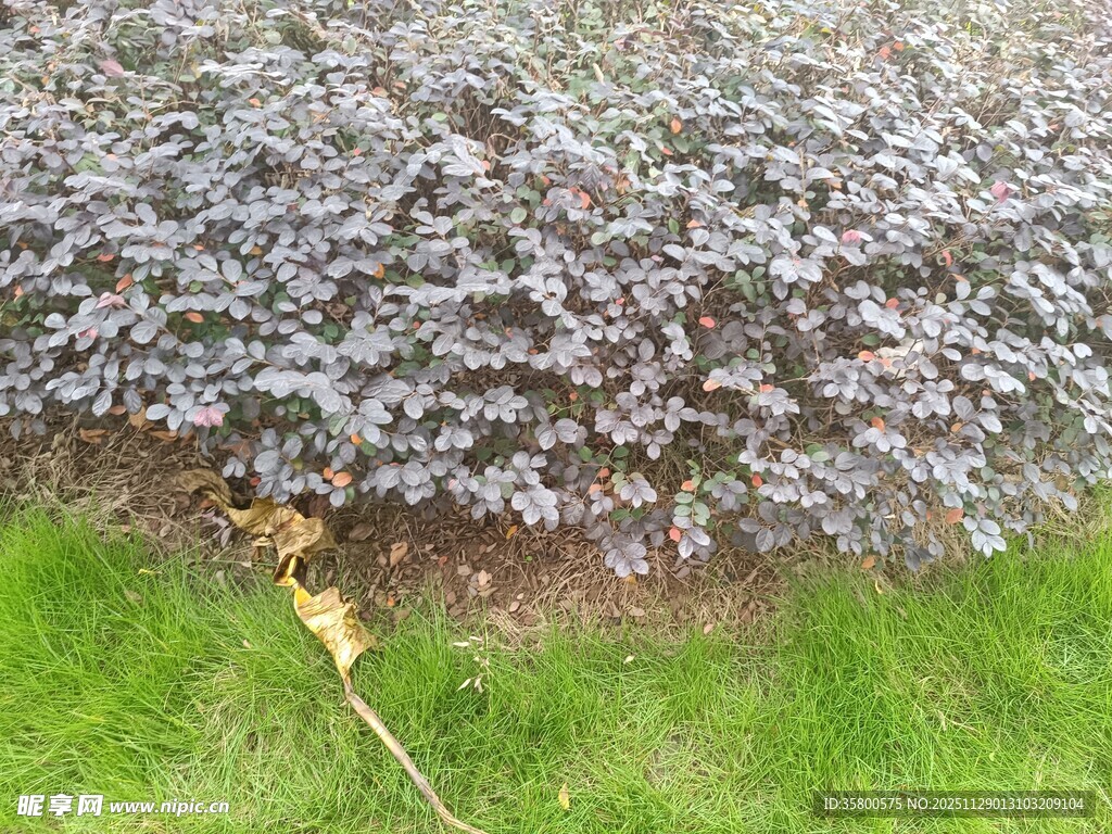 紫色灌木丛旁的黄色物件