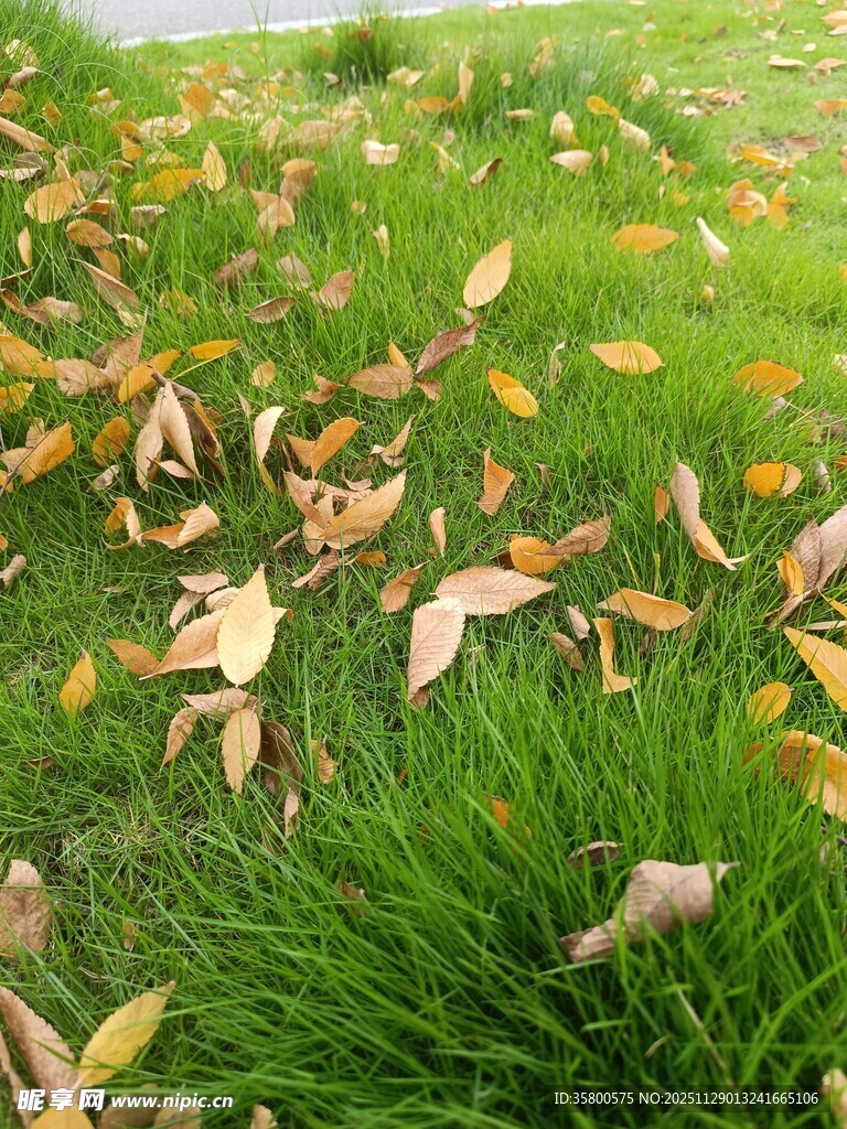草地上散落的枯黄树叶