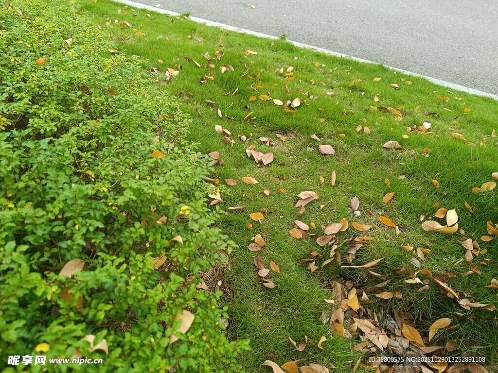 路边翠绿草丛中的落叶