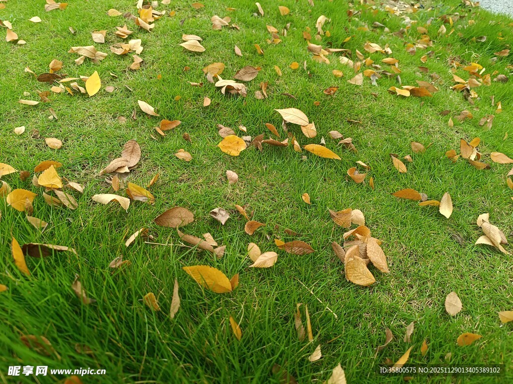 草地上的缤纷落叶