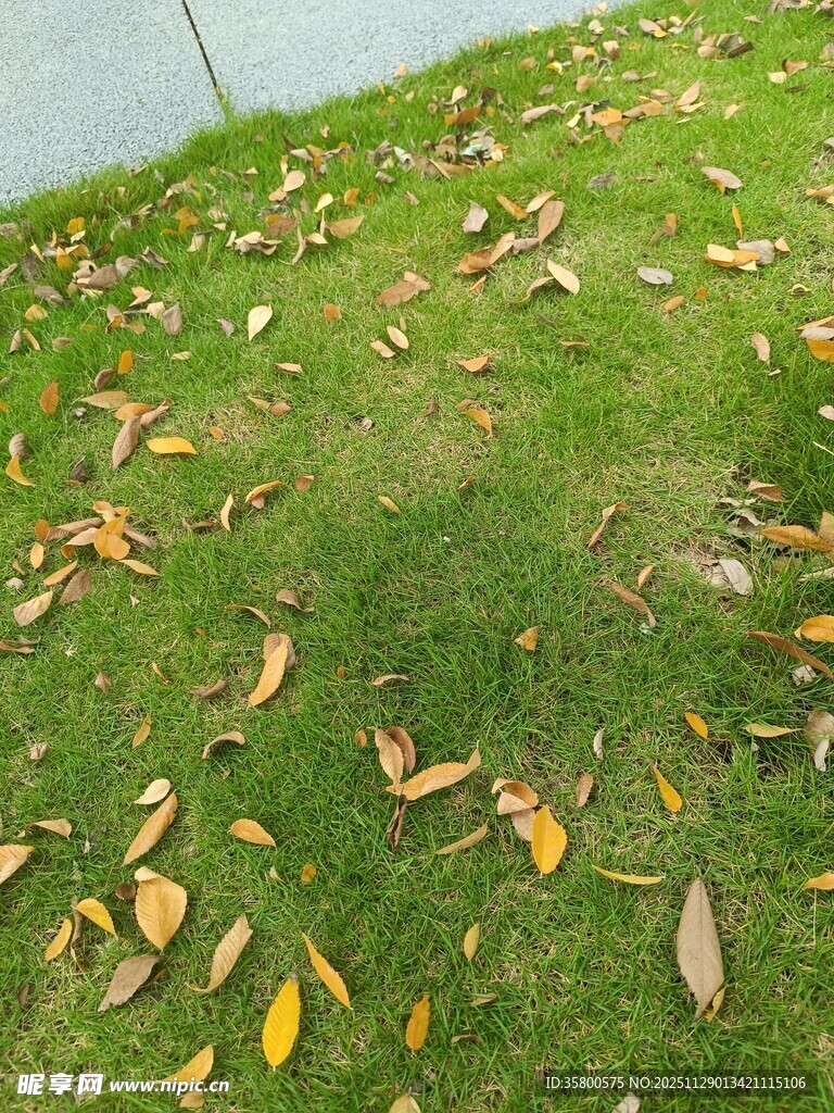 草地上散落的枯黄树叶