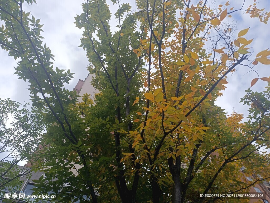 秋日多彩树木景观