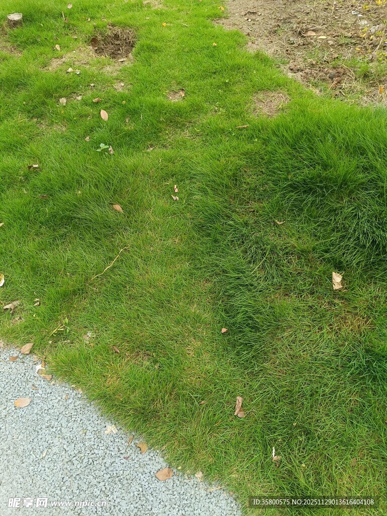 路边嫩绿草地景象