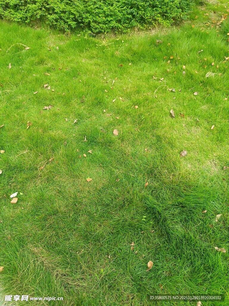 翠绿草地的自然景致