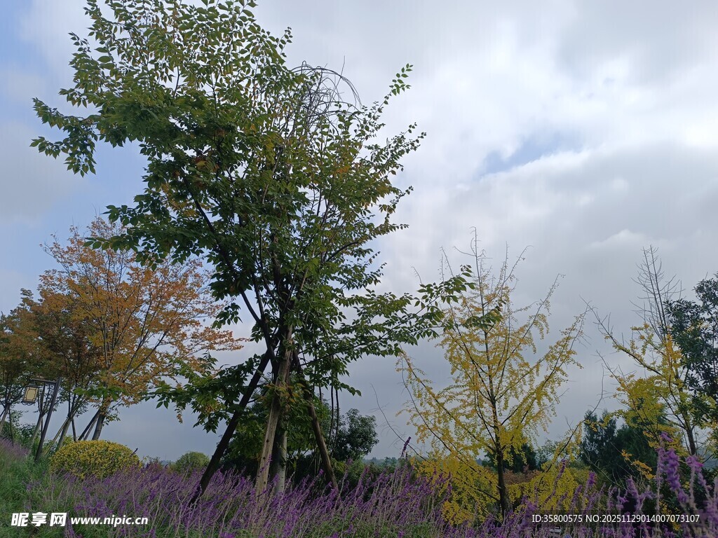 秋日森林中的多彩树木