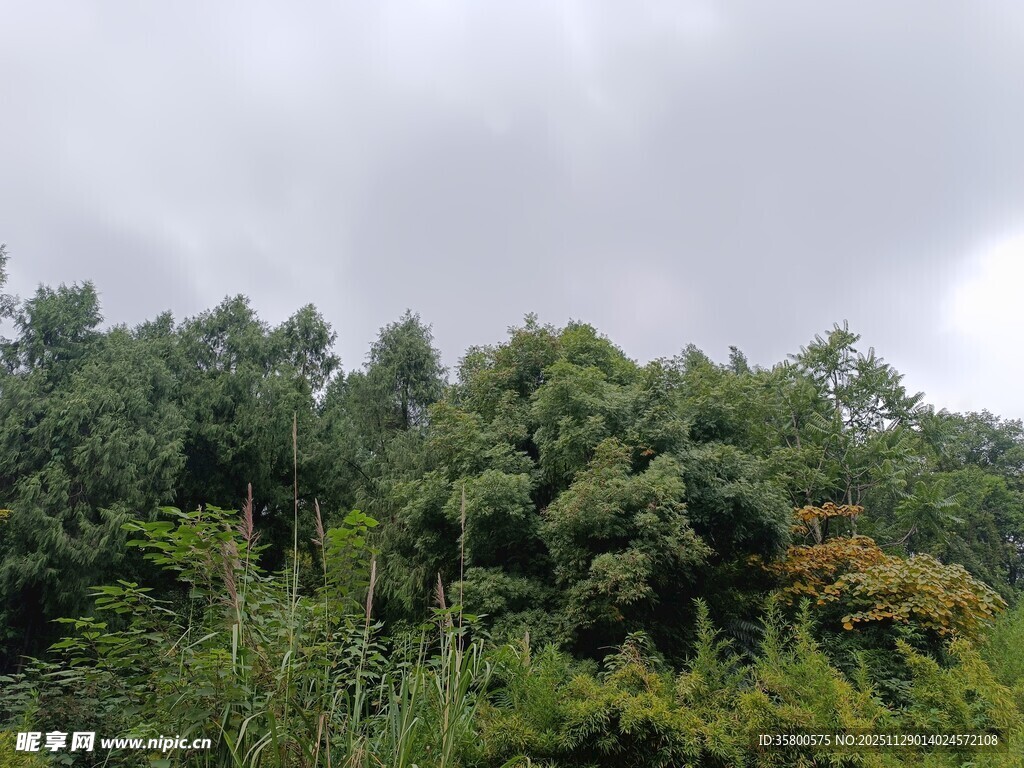 茂密山林绿意盎然