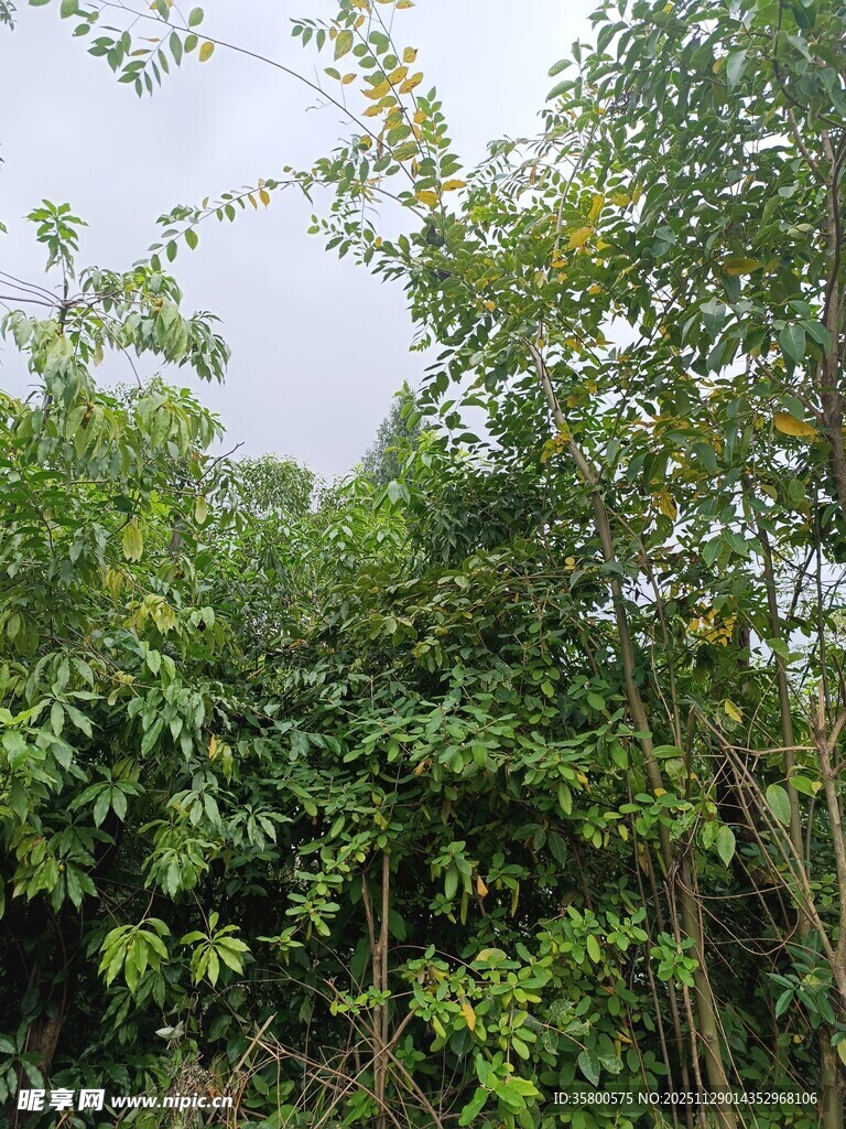 繁茂绿植景观