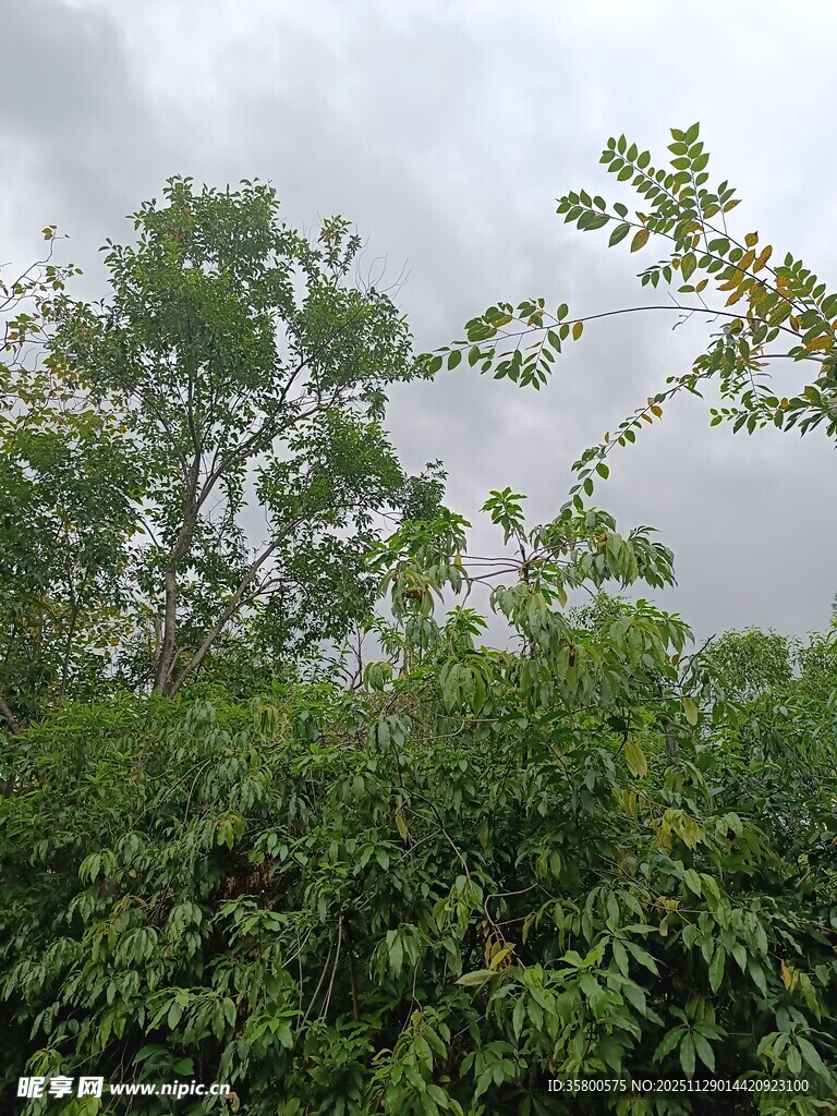绿意盎然的繁茂植物景观