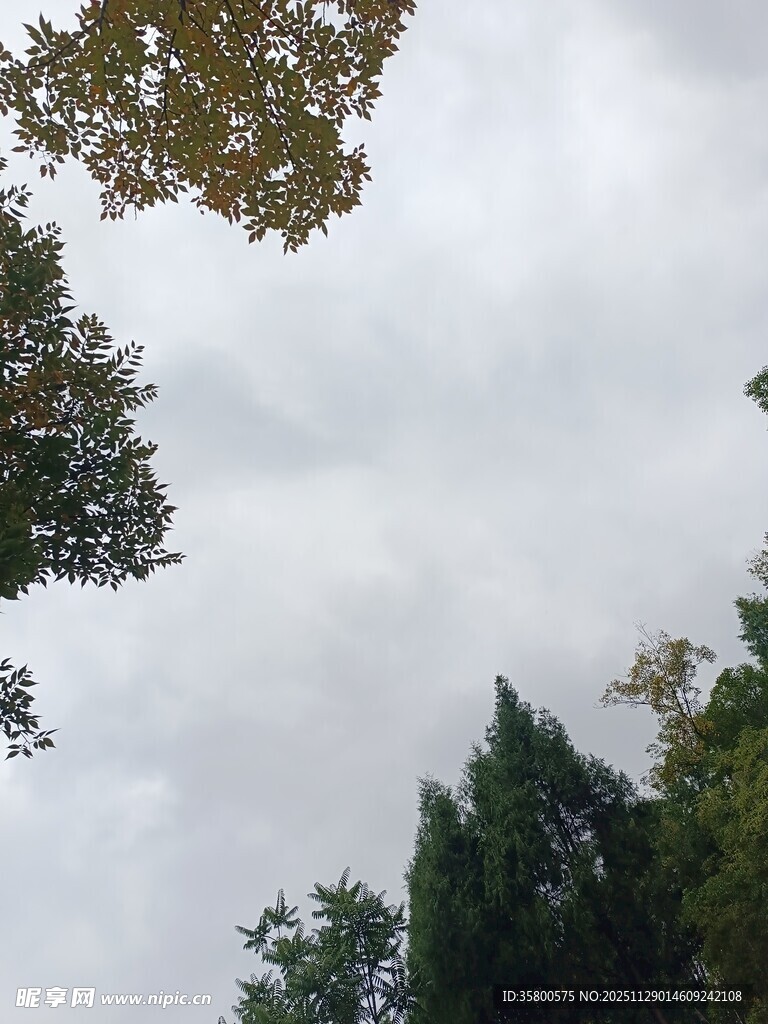 仰视天空中的茂密树木