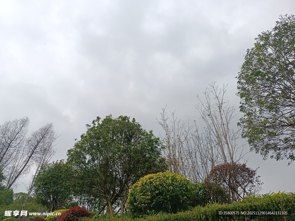 阴天的绿植景观