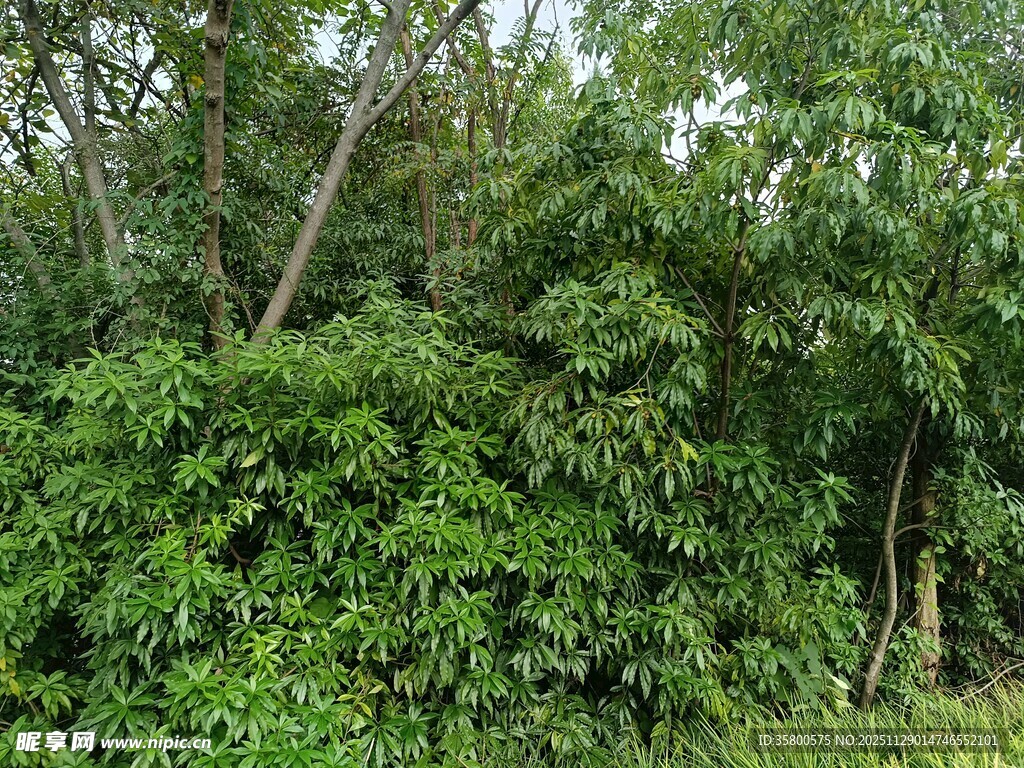 茂密丛林绿意盎然