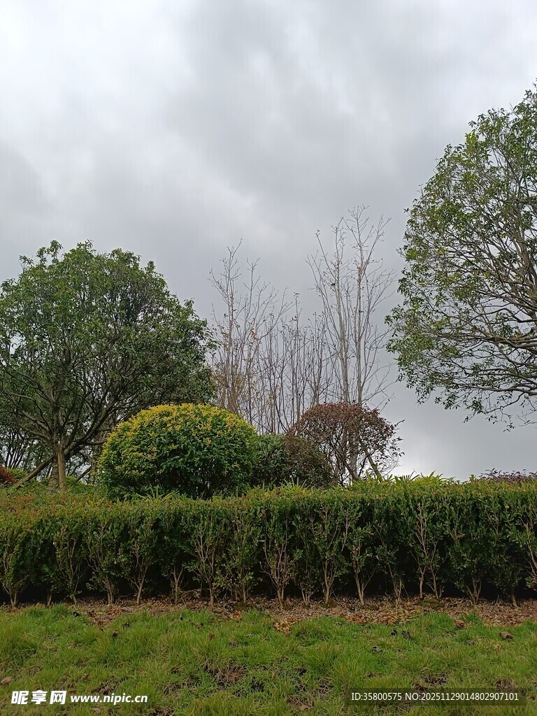 阴天的绿植景观