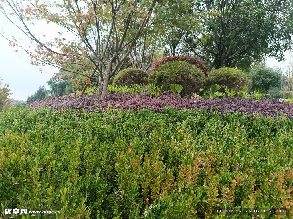 花园绿植景观