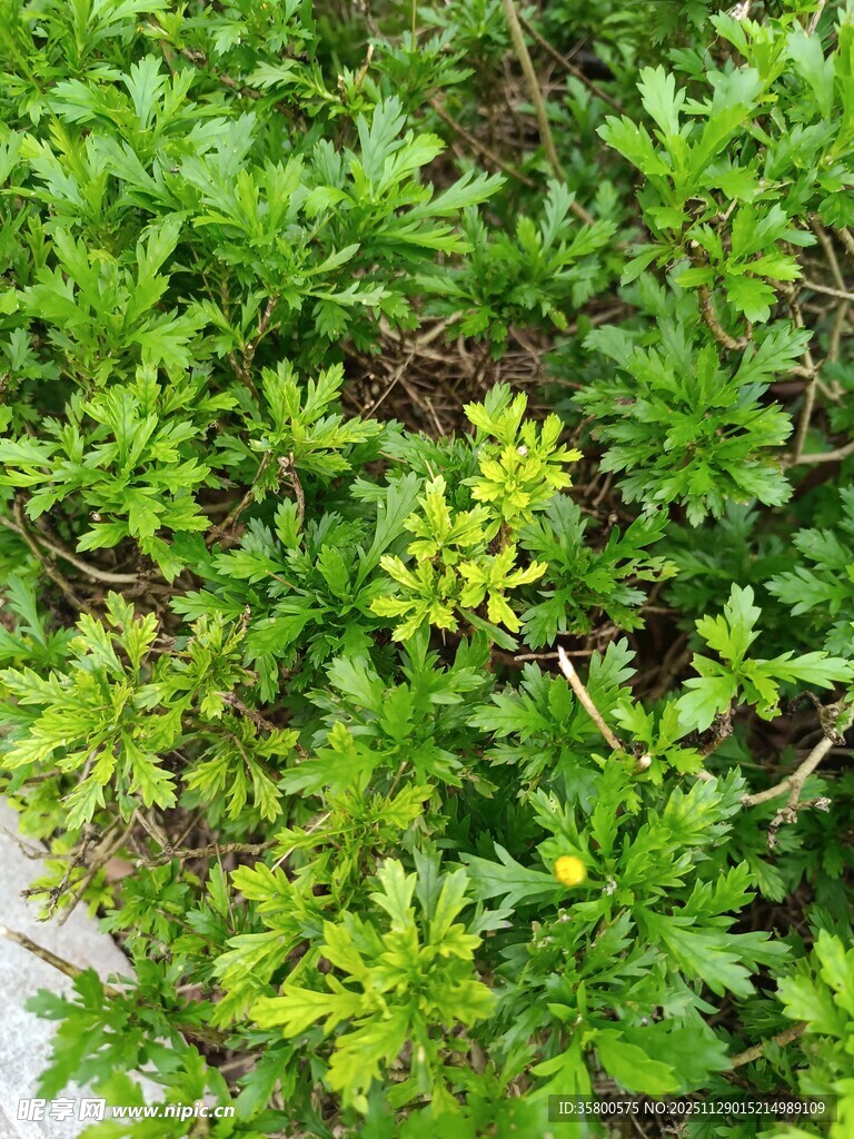 翠绿繁茂的丛生植物