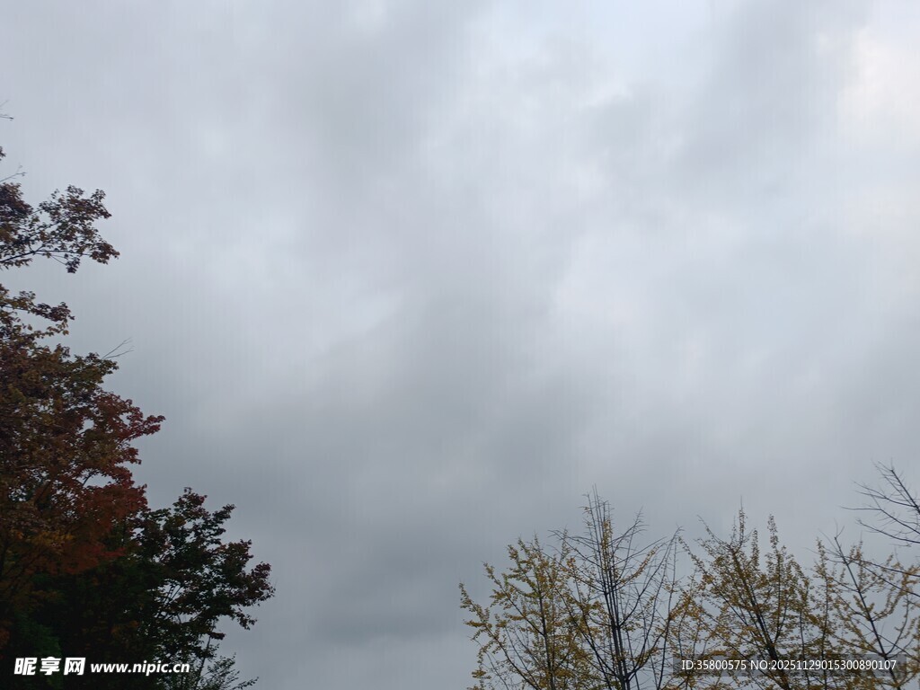 阴天时树梢上方的云层