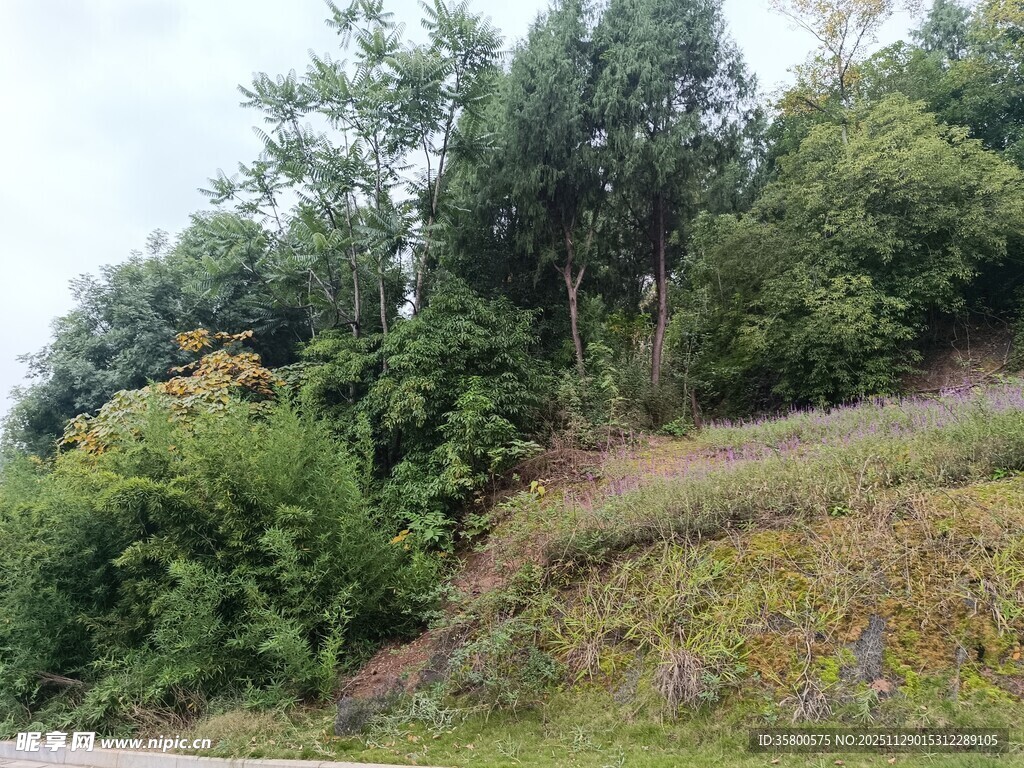 山坡绿植景观