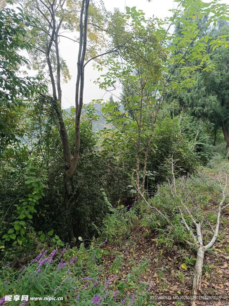 茂密森林中的自然景致