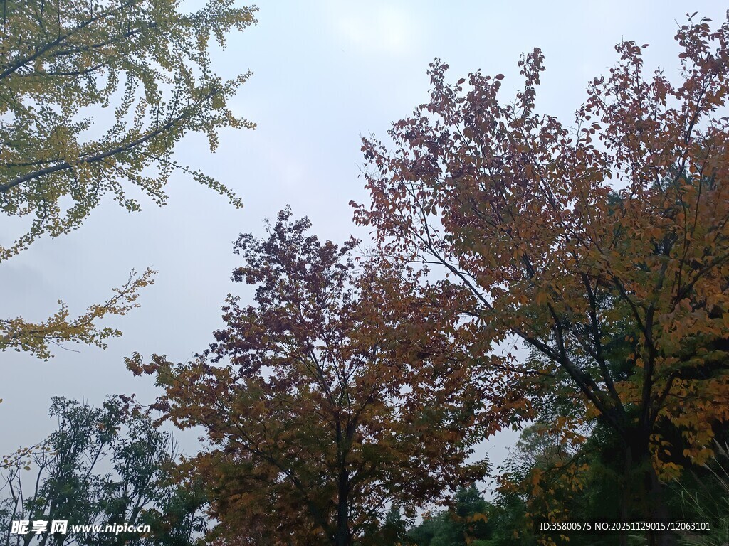 秋日多彩树木景致