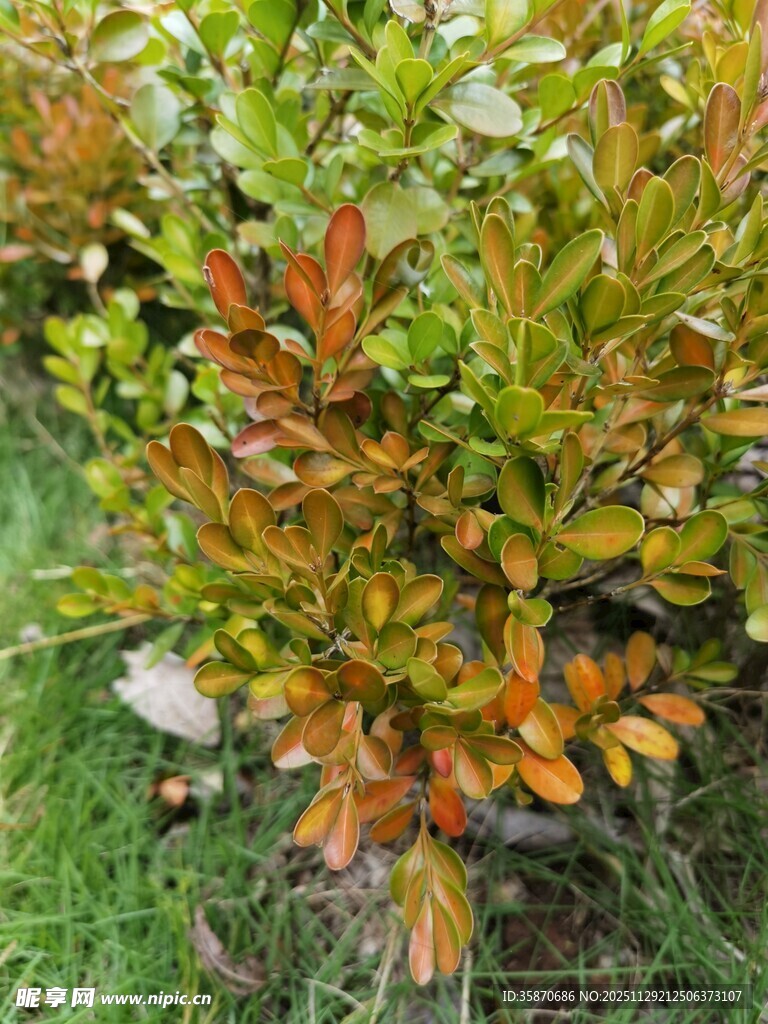 多彩叶片的灌木植物