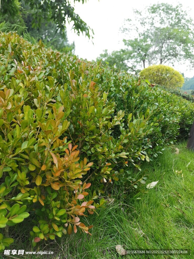 绿意盎然的灌木丛景观