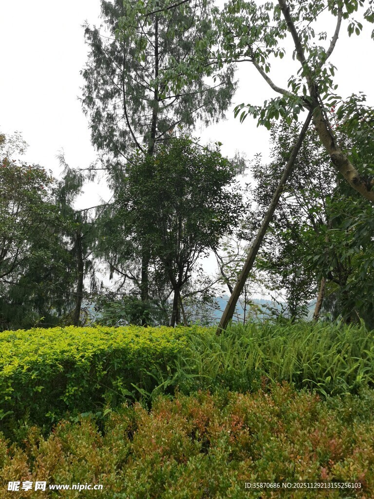 绿意盎然的户外自然景致