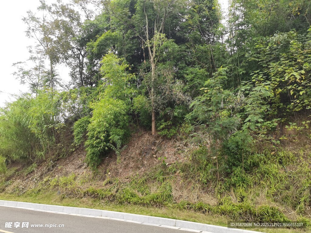 路边葱郁山林景观