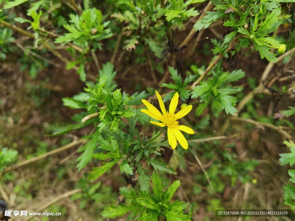 黄色小花绽放于绿叶间