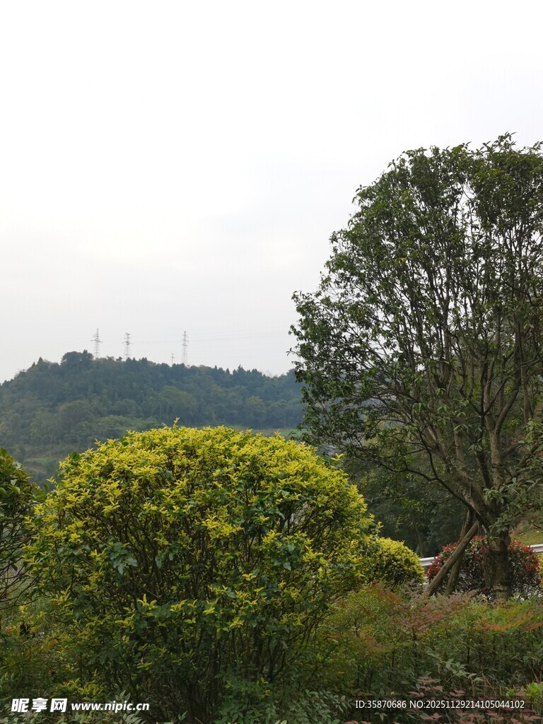 户外绿意盎然的自然景致