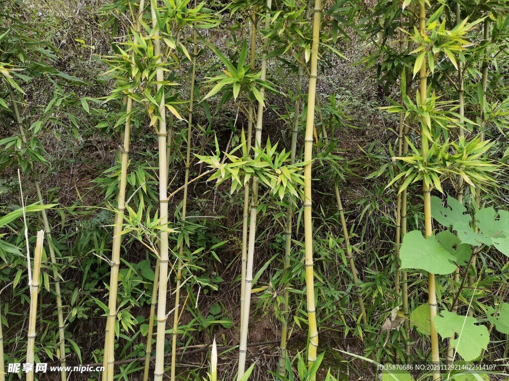 野外生长的嫩绿竹子