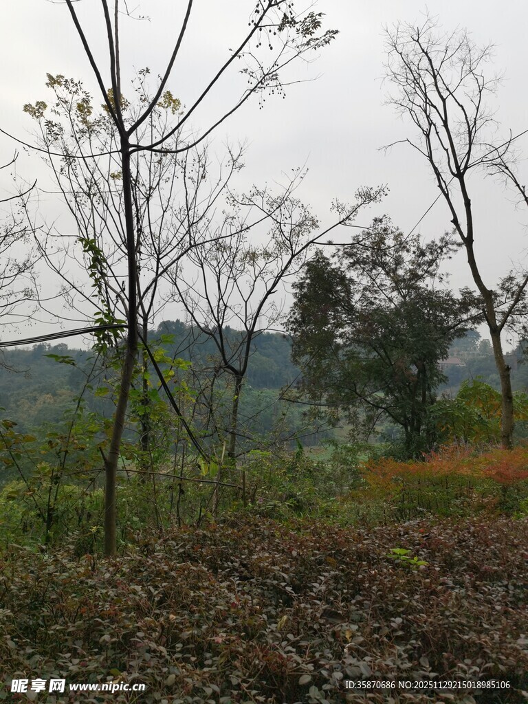 野外光秃树木与远山景色