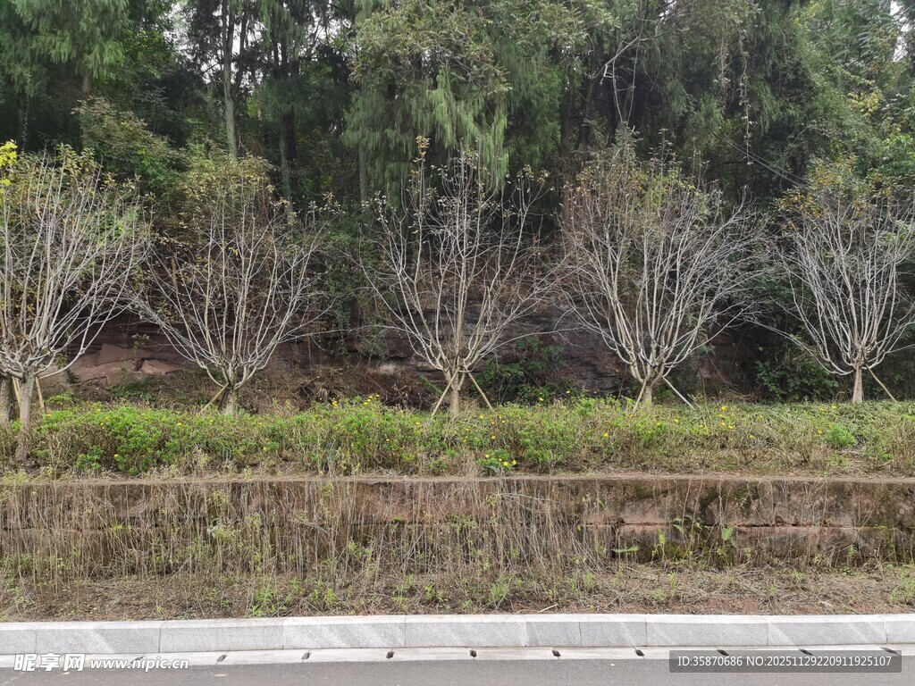 路边树木与草地景观