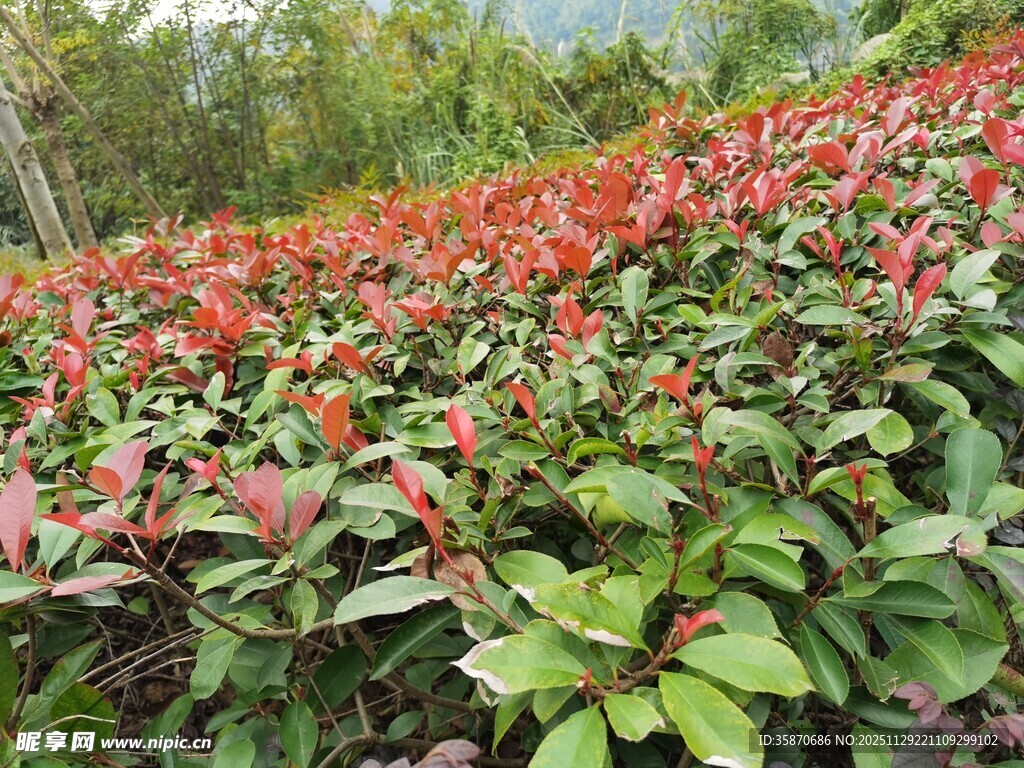 鲜艳花丛中的绿植景观