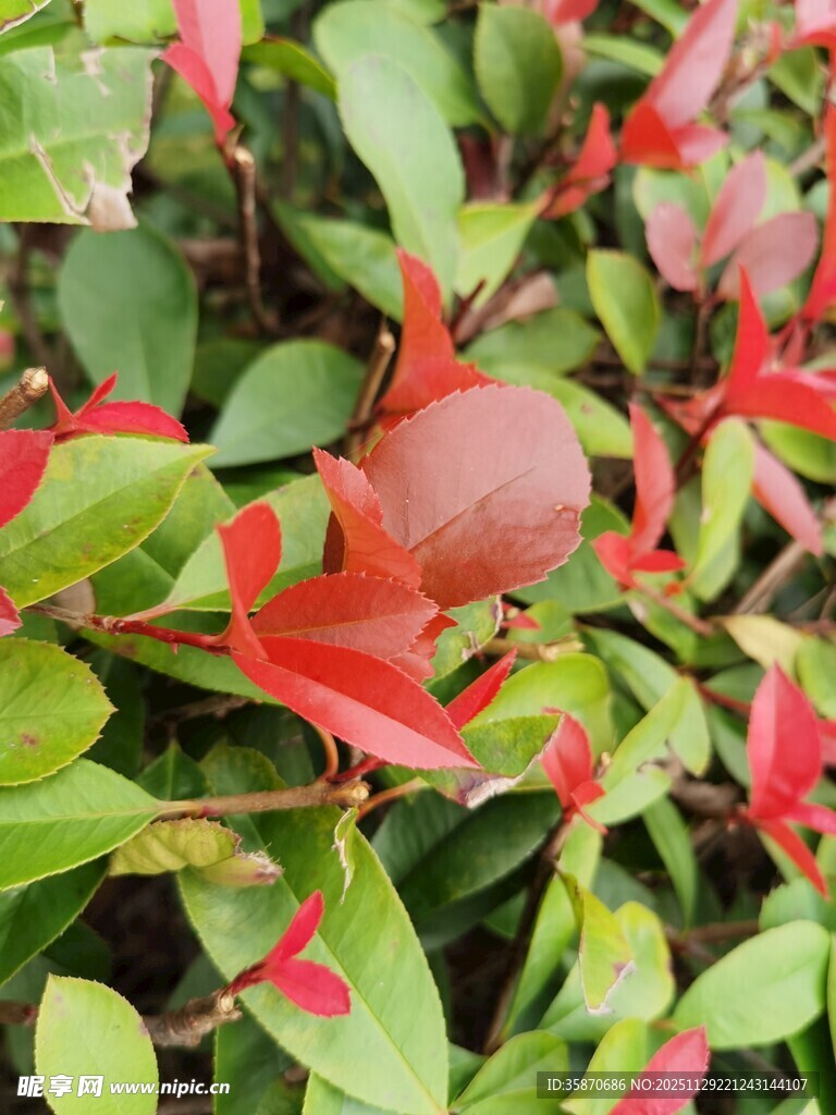 红绿叶间的圆润果实