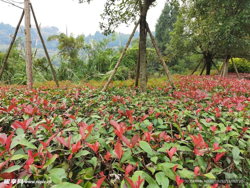 绚烂多彩的花卉种植园