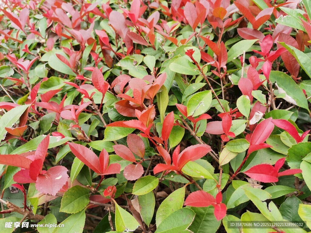 红叶绿叶交织的植物景观