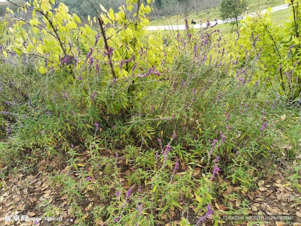 野外繁茂绿植景观