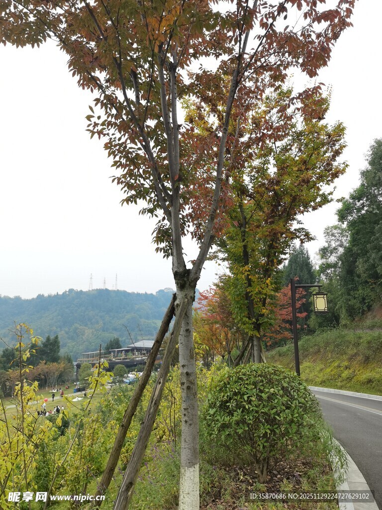 山间路旁多彩树木景致