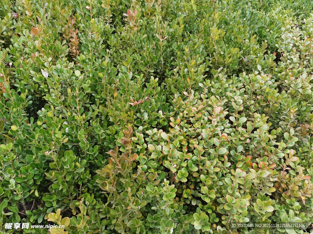 野外繁茂绿植景观