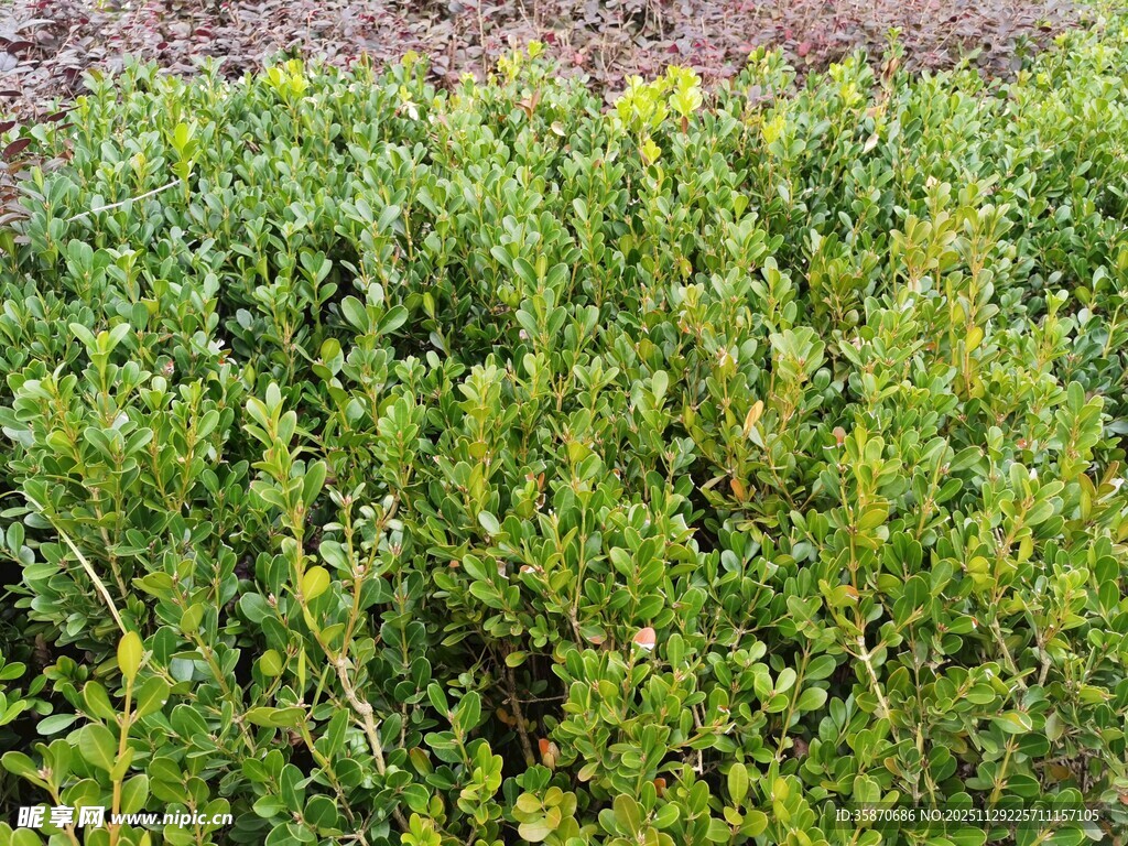 翠绿繁茂的户外植物景观